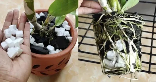 Il modo gratuito per aiutare le piante a crescere