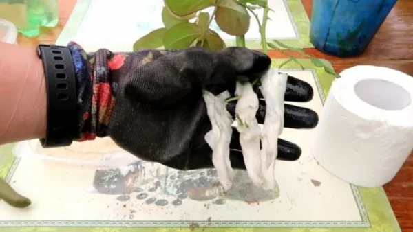 Il modo inaspettato di far radicare una rosa: