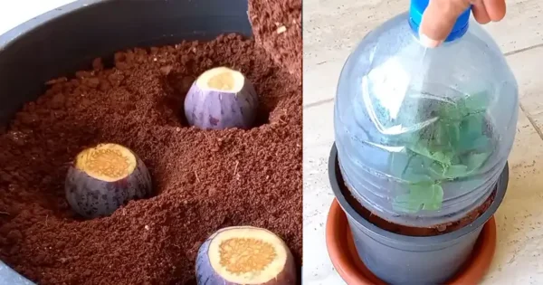 Il modo migliore per coltivare i fichi senza costi