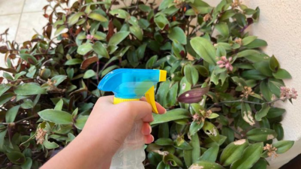 Il potentissimo fungicida casalingo per piante: basteranno questi 3 ingredienti