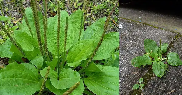 Il potere nascosto della Plantago major