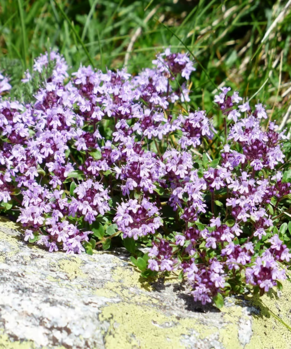 Il prato passa in secondo piano e arriva un nuovo successo: fa risparmiare tempo, fatica e denaro!