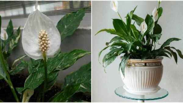 Il ranuncolo è una pianta riconoscente, ma non si prenderà cura di se stessa: seguite a cuore i consigli dei coltivatori e sarà più bella che mai