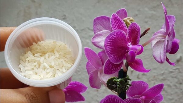 Il riso è un vero e proprio miracolo per le orchidee: se non fioriscono da molto tempo, prendetene 50 grammi e provate questo trucco, e presto appariranno i primi boccioli!