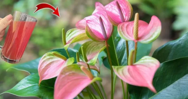 Il segreto della fioritura dell’Anthurium: una soluzione naturale per fioriture che durano fino a 15 anni”