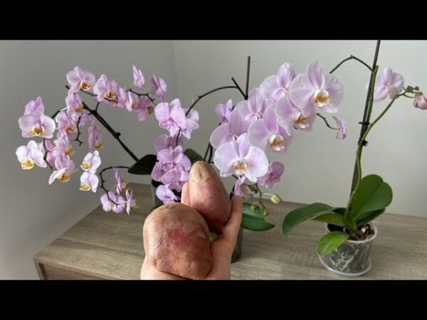 Il segreto di orchidee dalla fioritura rapida, forte e abbondante