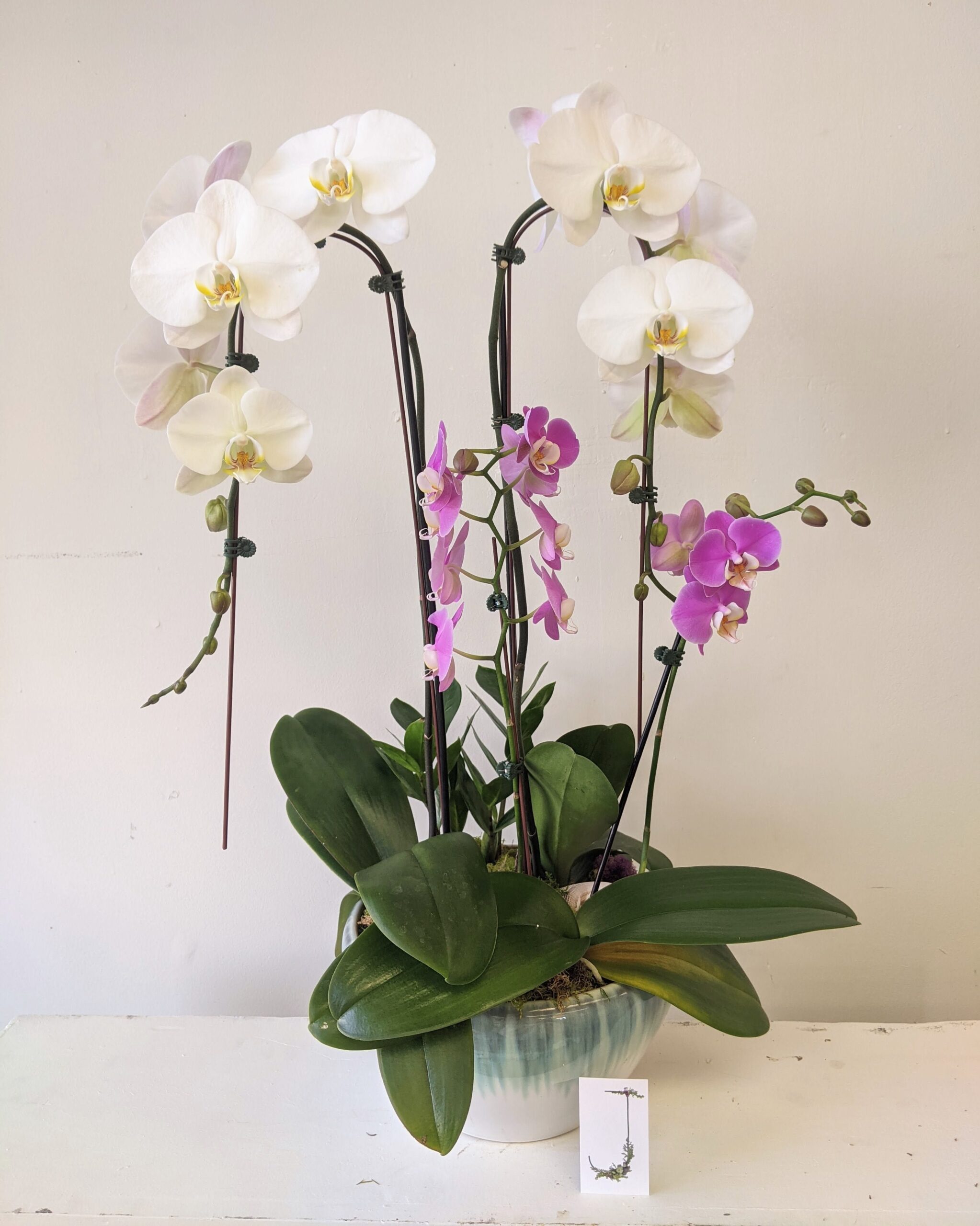 All Around Orchid in Redondo Beach, CA | J Flowers