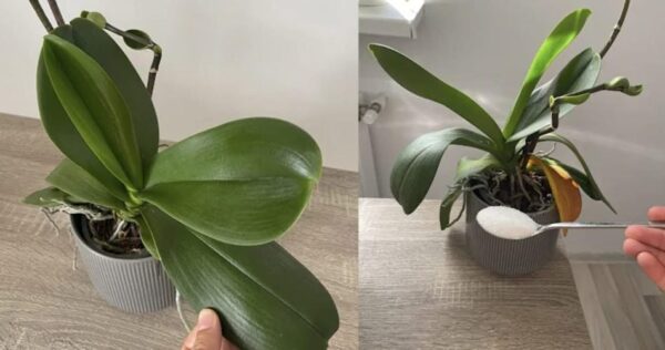 Il segreto per curare l’orchidea in casa senza farla appassire