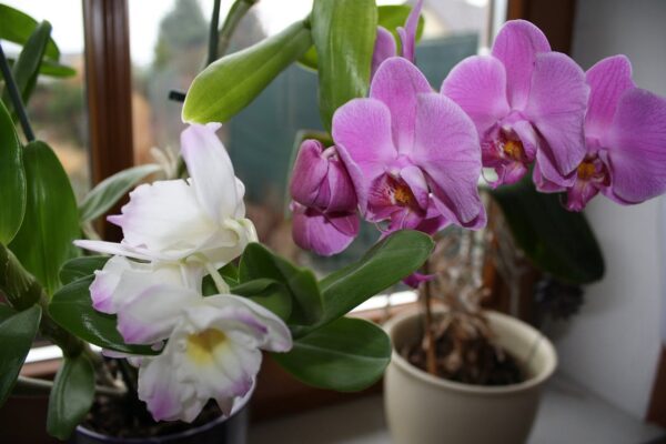 Il segreto per far sbocciare le ORCHIDEE come mai prima d’ora: L’ho preso da un fiorista professionista!