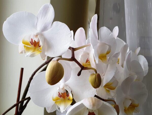 Il segreto per far sbocciare le ORCHIDEE come mai prima d’ora: L’ho preso da un fiorista professionista!