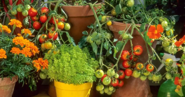 Il segreto per ottenere un abbondante raccolto di pomodori sul vostro balcone