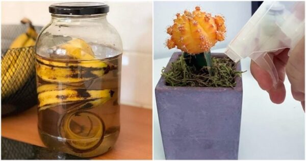 Il tè alla banana è una ricetta collaudata che nutre meravigliosamente tutte le piante grasse. Saranno più belli e magari fioriranno anche