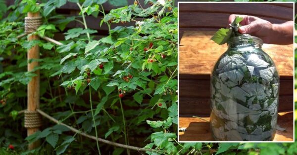 Il tè ricavato dalle foglie del lampone selvatico ha effetti MISTERIOSI. ECCO COME POTETE PREPARARLO ANCHE A CASA VOSTRA