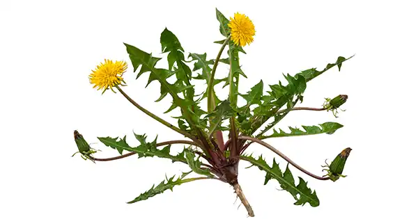 Il tarassaco: Un’erba versatile con benefici medicinali e culinari