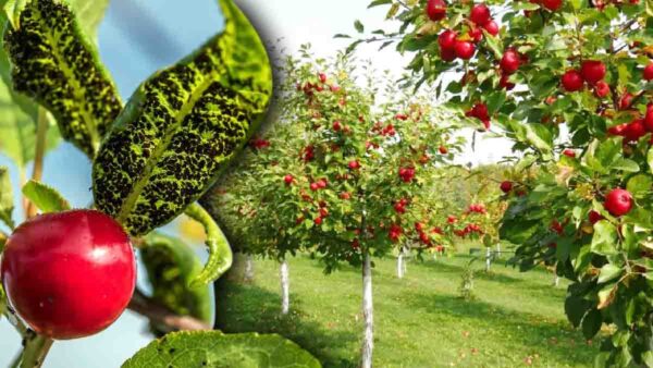 Il trucco che funziona davvero per scacciare gli afidi dai vostri alberi da frutto!