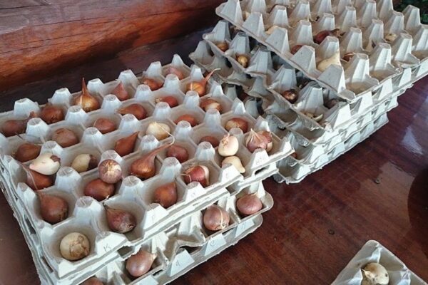 Il trucco di mio nonno: come far crescere i tulipani più belli. Saranno bellissimamente forti e colorati.