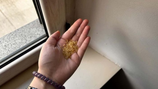 Il trucco infallibile del riso per tenere lontane le formiche da casa in pochi minuti