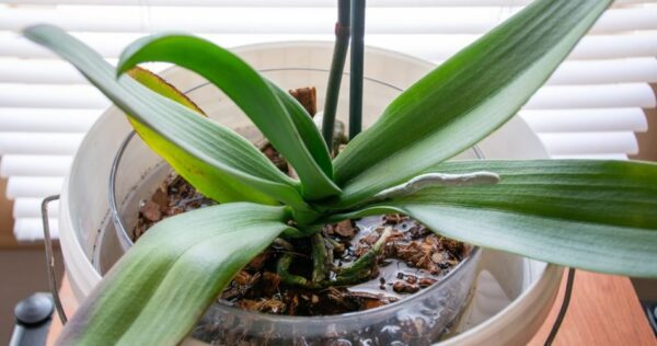 Il trucco infallibile per far rifiorire le vostre orchidee