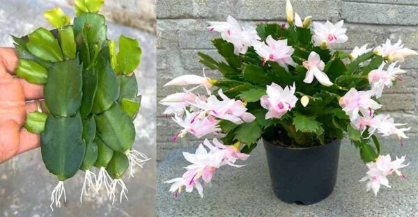 Il trucco intelligente per ottenere più fiori dal cactus natalizio