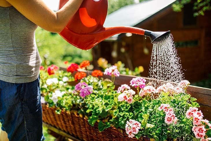Il trucco per avere innumerevoli gerani da un solo stelo senza spendere un centesimo 2 gerani da giardino