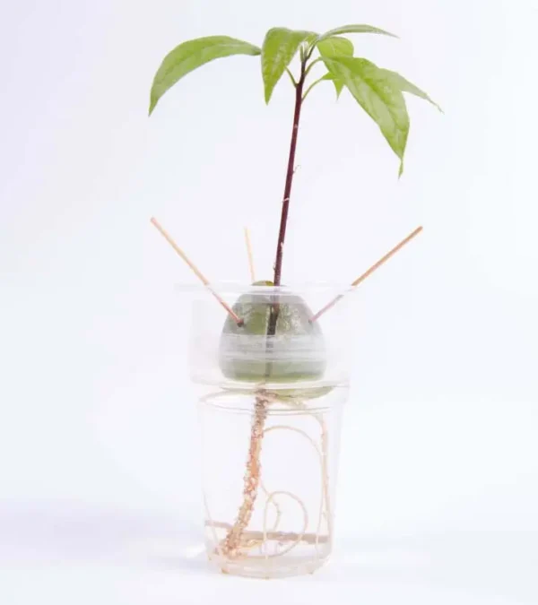 Il trucco per coltivare l’avocado in casa e non doverlo mai più comprare