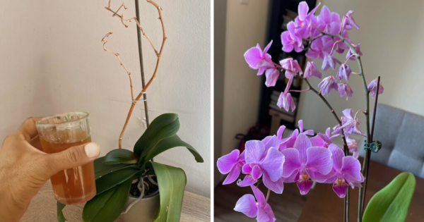 Il trucco più efficace per salvare un’orchidea morente e farla rifiorire