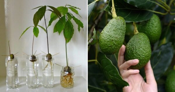 Impara a coltivare gli avocado in vaso per non doverli comprare più