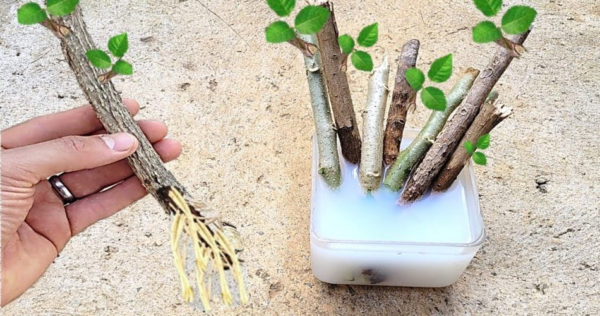 Impara questa semplice tecnica per far radicare qualsiasi ramo.