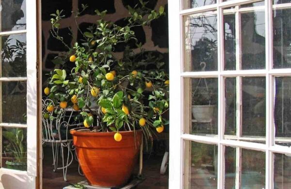 Imparate a coltivare un albero di limoni partendo da un solo seme!