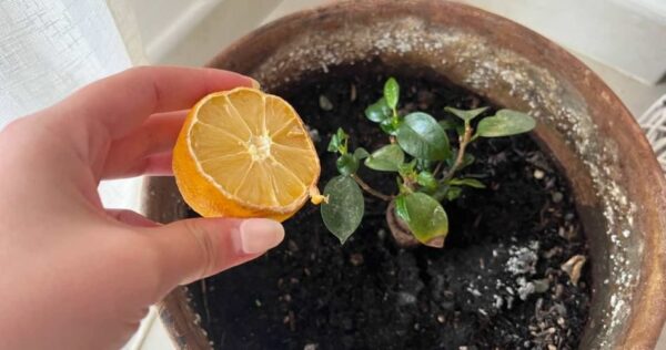 In 30 giorni avrete una bella piantina di limone: la tecnica del seme decorticato