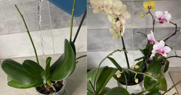 Innaffiate con questo prodotto. Le orchidee fioriscono abbondantemente e danno radici sane.