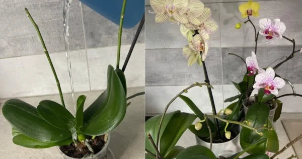 Innaffiate con questo prodotto. Le orchidee fioriscono abbondantemente e danno radici sane.