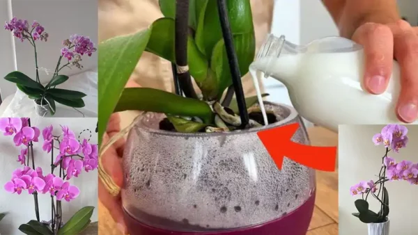 Innaffiate le vostre orchidee con questo ingrediente e fioriranno di più