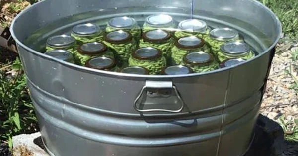 Inscatolare i fagioli alla vecchia maniera: Una guida passo a passo per i principianti
