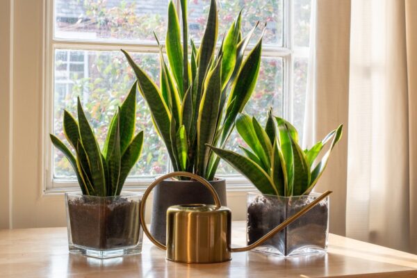 Invece di gettarla nella spazzatura, versatela in un contenitore con la sansevieria. Le sue foglie verdi vi delizieranno