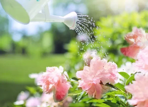 Irrigazione: 3 consigli sorprendenti per piante bellissime