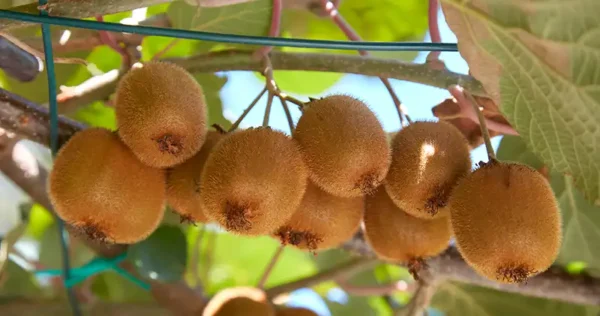 Kiwi: come piantare, coltivare e raccogliere il kiwi
