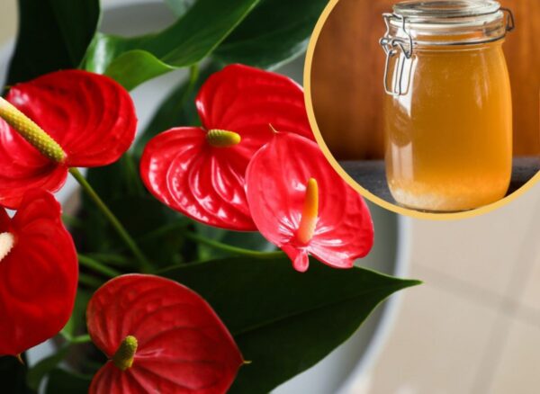 L’Anthurium ha smesso di fiorire? Rafforzali con fertilizzante fatto in casa composto da 2 ingredienti
