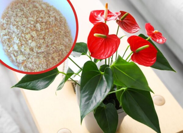 L’Anthurium muore in inverno? Niente è perduto, basta rinforzarli con un balsamo naturale