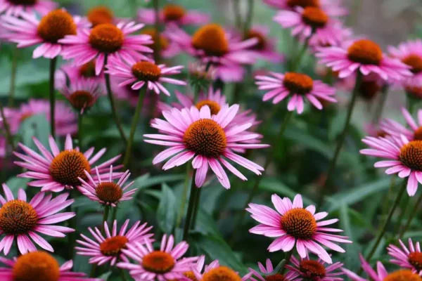 L’Echinacea Lilla: Una Ricchezza Nascosta nel Tuo Giardino