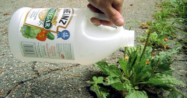 L’aceto bianco è il migliore amico del giardino – Ecco 6 utilizzi in giardino.