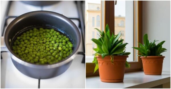 L’acqua dei legumi è un fertilizzante ricco per le domestiche: puoi prepararne una quantità per tutti i tuoi reparti durante la notte