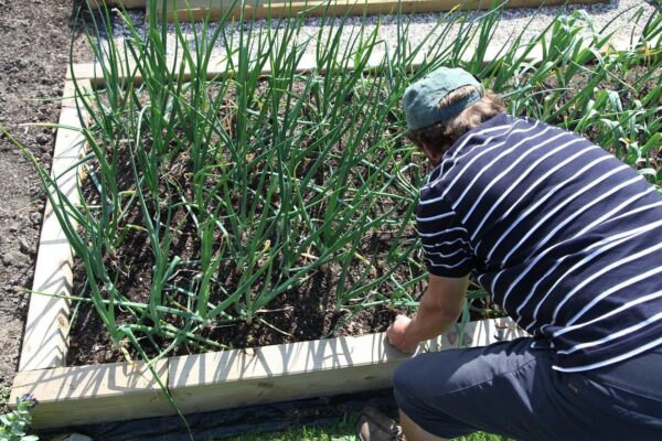 L’aglio crescerà fino a raggiungere le dimensioni del vostro pugno: Inoltre, se seguite questo programma di concimazione, sarà gustoso e saporito!