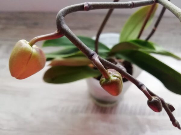 L’aglio🧄 ravviva tutte le orchidee marce e appassite con questo semplice metodo🌸