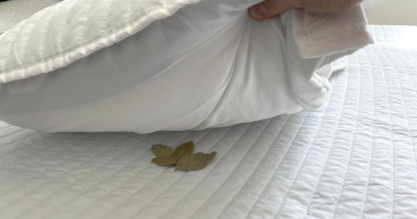 L’alloro sotto il cuscino: l’antica usanza dei nonni che non meritava di essere dimenticata