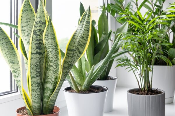 L’aloe vera diventa gialla? Due ragioni a cui puoi rimediare subito