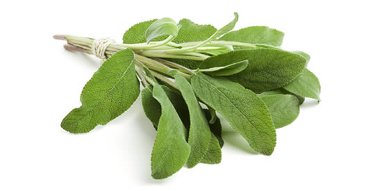 L’aroma di questa pianta migliora la memoria del 95%