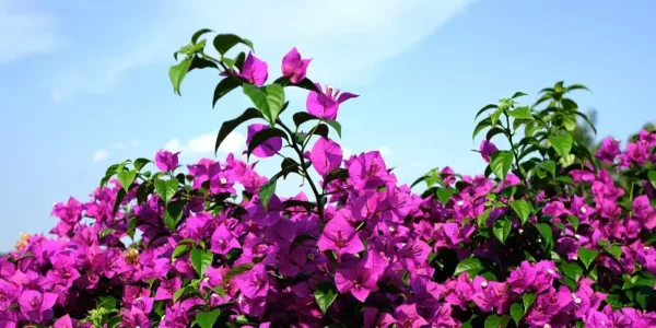 L’arte di coltivare e prendersi cura della bouganville: uno spettacolo in fiore