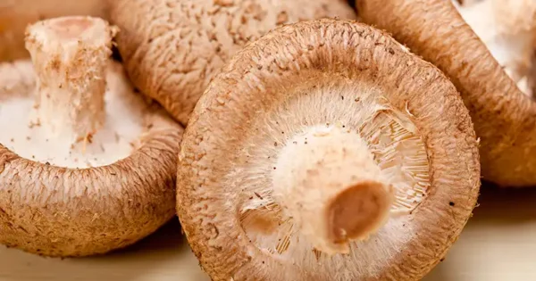 L’arte di coltivare i funghi shiitake nelle foreste giapponesi