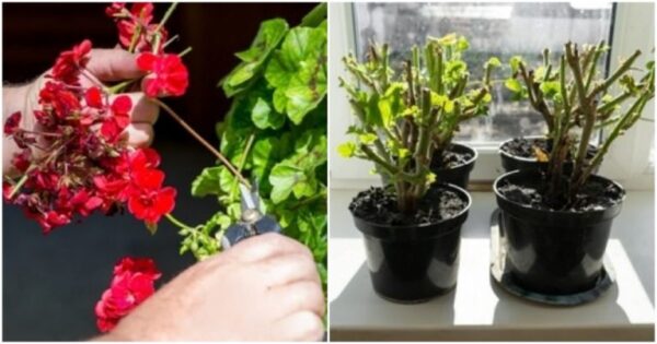 L’esclusivo taglio dei gerani funziona in qualsiasi periodo dell’anno e salva anche le piante malate: propagazione rapida da una a altre 100